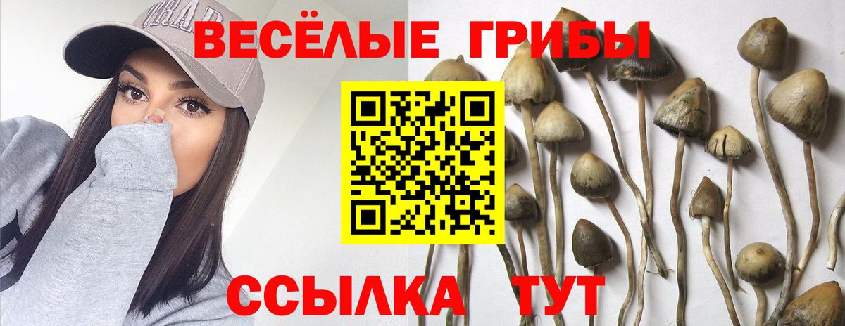 Галлюциногенные грибы Psilocybe Томск