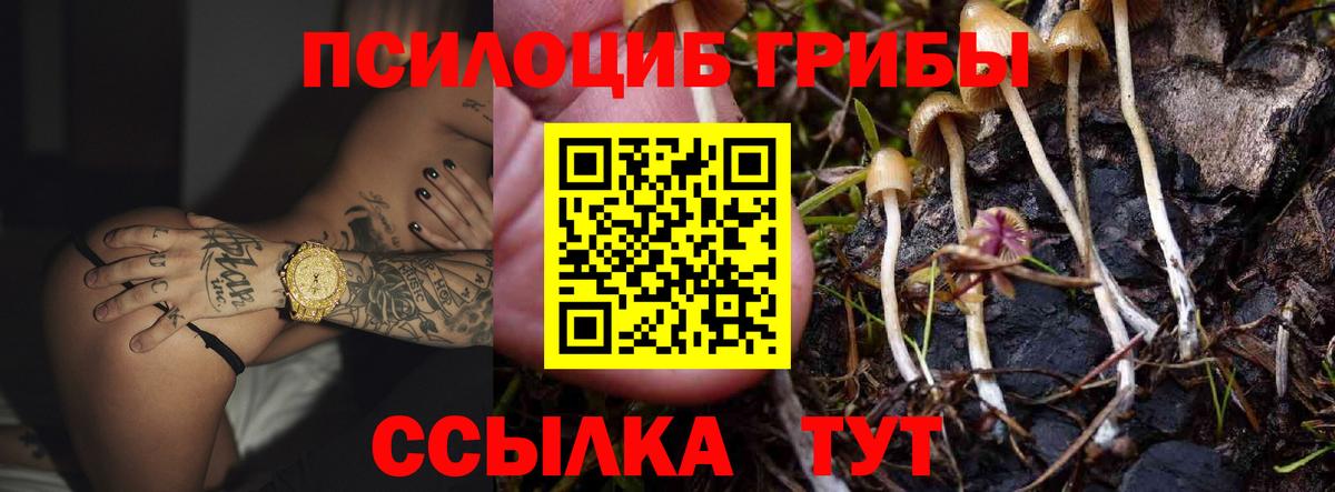 Томск  Псилоцибиновые грибы Psilocybine cubensis  Псилоцибиновые грибы Cubensis  Вход с VPN 
